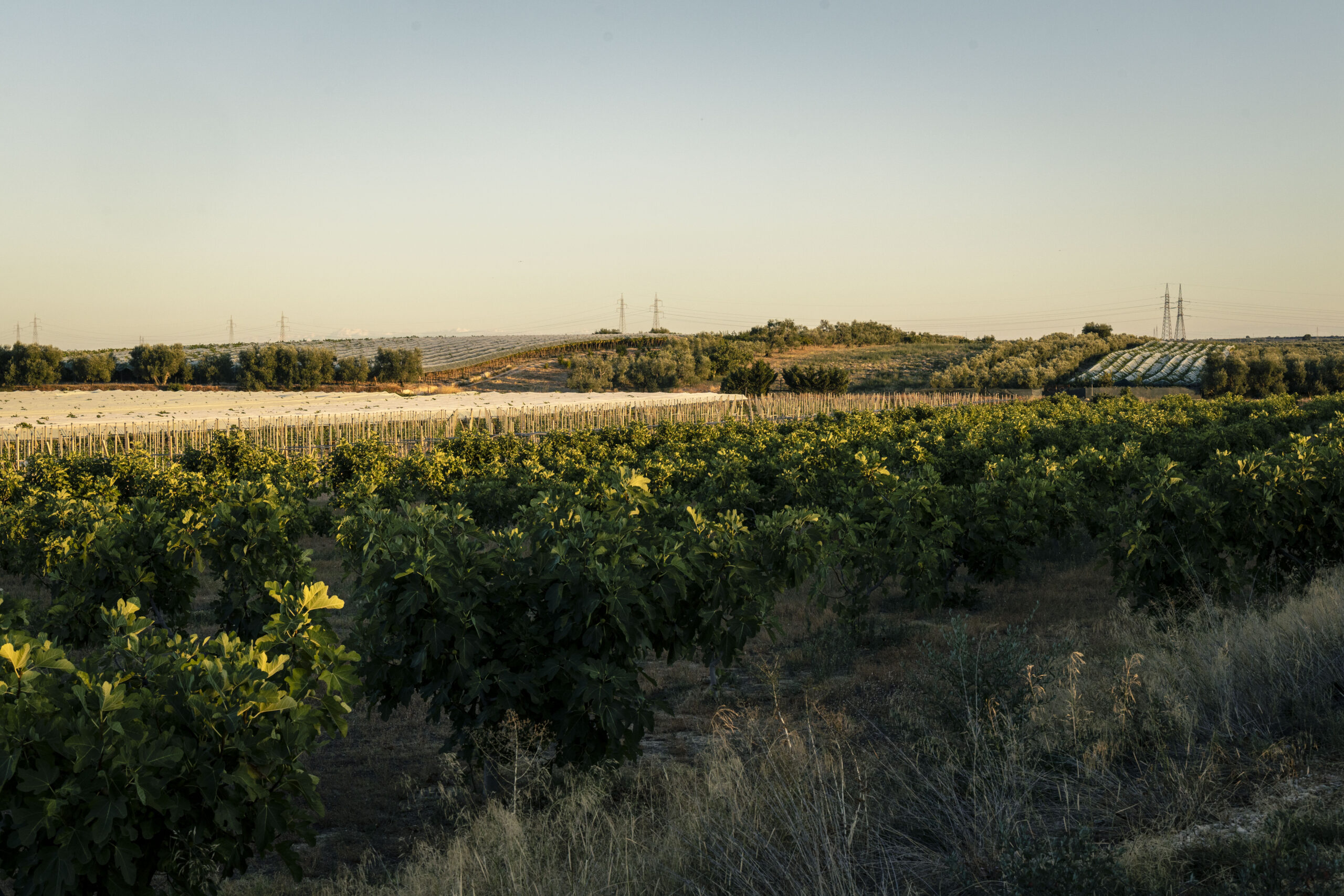 nugnes_vini_cantina_nugnes_moscato_vino_trani