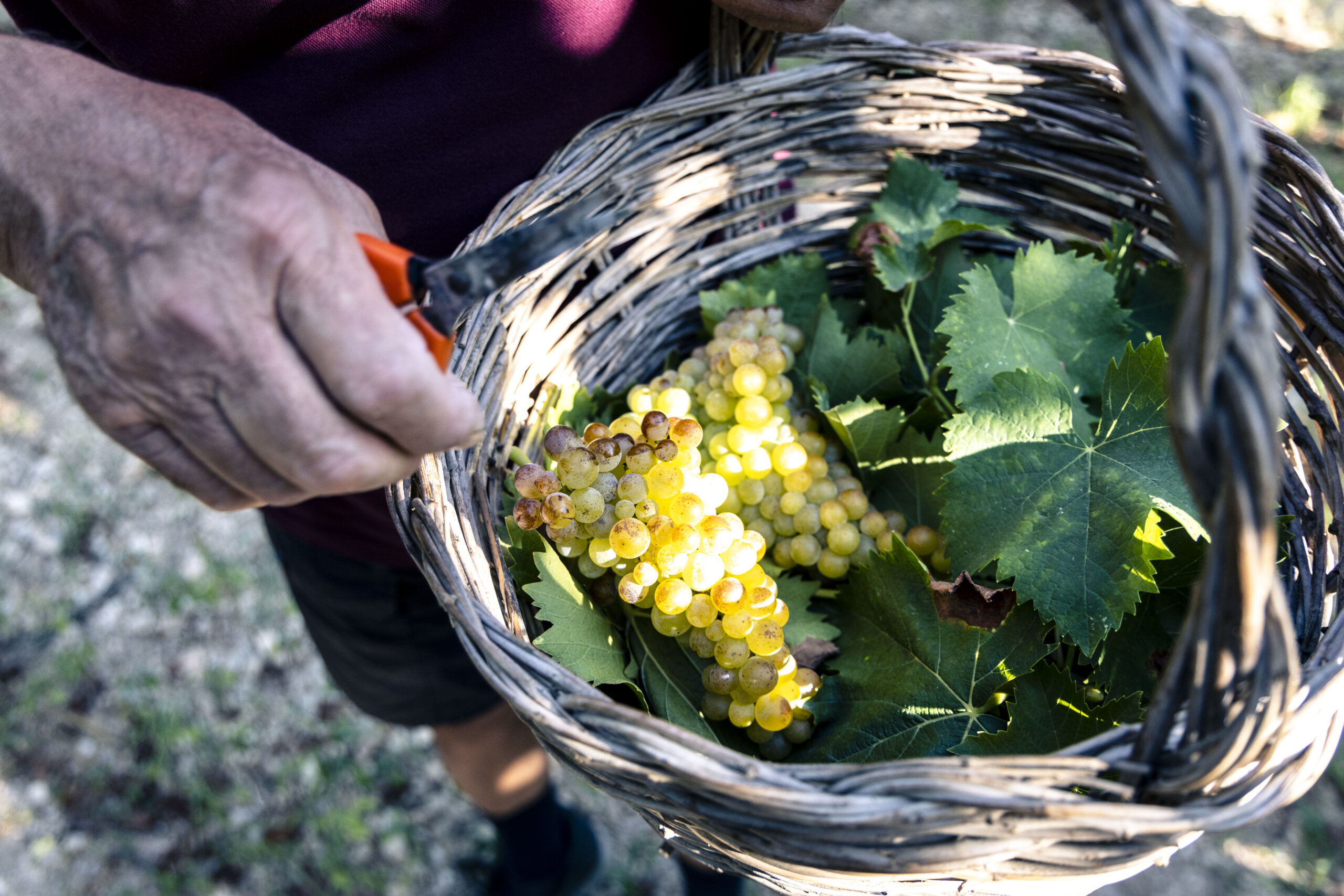 nugnes_vini_nugnes_moscato_vini_trani_moscato_trani