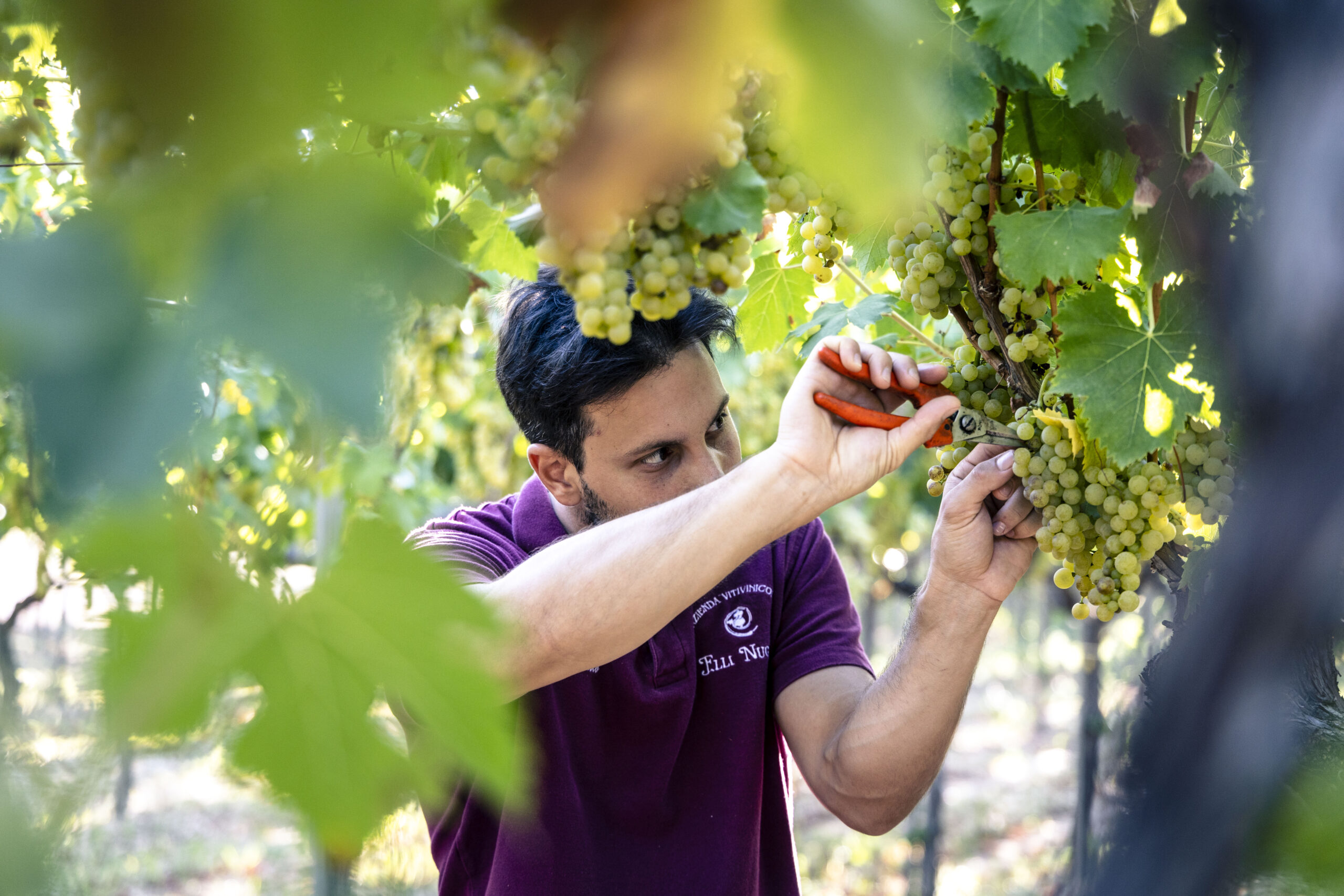 nugnes_trani_vini_trani_moscato_trani_vini_puglia