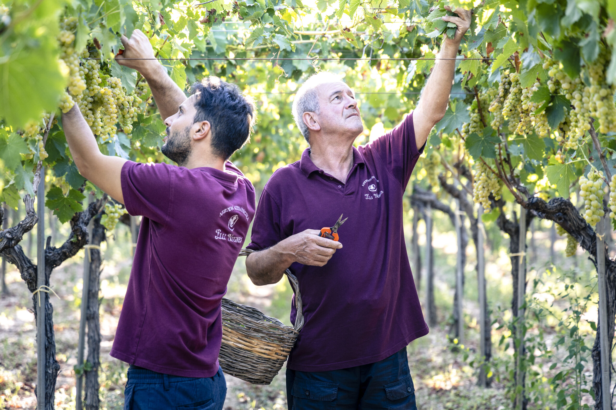 nugnes_vino_bianco_vini_trani_nugnes_msocato