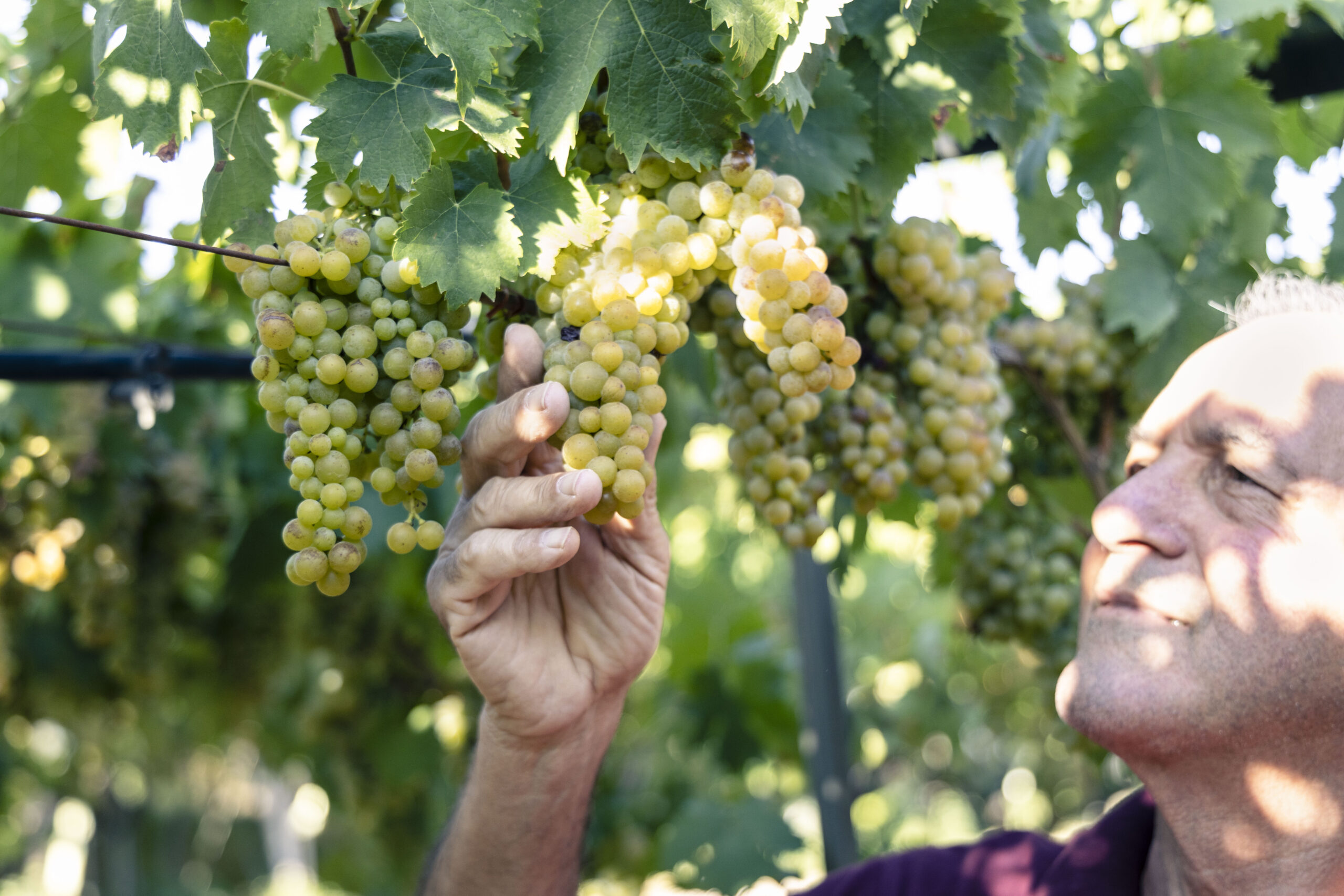 nugnes_vini_moscato_puglia_vino_trani_nugnes